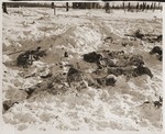 The corpses of American soldiers killed by the SS in the Malmedy atrocity.