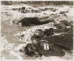 The bodies of American soldiers killed by the SS in the Malmedy atrocity.