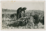 Photograph from an album entitled, "Hacshara Kidma Chile,"  documenting life on a postwar Shomer Hatzair Zionist agricultural collective in Chile.