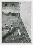 Bodies of SS men lie on the ground of the camp after American soldiers shot them.