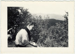 Aryeh Gelbard, a member of the Zionist movement, picks wild berries off the bushes.