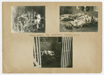 Pictures of corpses pasted into a photograph album titled "Buchenwald/or a Glance at German "Kultur"" by Murray Bucher.