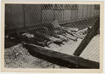Remains of deceased prisoners found in the barracks of the Dachau concentration camp after liberation.