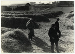 Workers walk past piles of hay covering potatoes buried underneath in the Lipa farm labor camp.