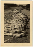 View of a row of corpses awaiting burial in the Mauthausen concentration camp following liberation.