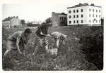 Polish women forage for potatoes in the besieged city of Warsaw.