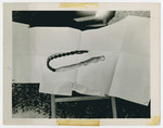 Photograph of a whip found in the Muehldorf labor camp.