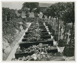 View of coffins ready for reburial holding corpses exhumed from a mass grave.