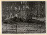 View of the corpses of SS men shot by former prisoners shortly after the liberation of the Dachau concentration camp.