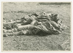 Three corpses are lined up on the straw covered ground of the Woebbelin concentration camp.