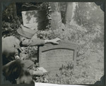 Eliezer Dembitz, a member of the Frankfurt Jewish GI Council, examines an old Jewish tombstone in Frankfurt.