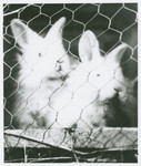 Rabbits raised by prisoners for their fur and meat in the Novaky labor camp.