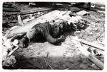 The corpse of a  child lies on the grounds of a bombed out school in besieged Warsaw.