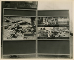 Panel from a 1944 exhibition in London, England, entitled "Germany- the Evidence" showing Greek victims of the Nazi Regime.