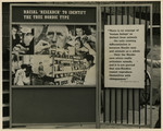 Panel from a 1944 exhibition in London, England, entitled "Germany- the Evidence" showing German racial research on the Nordic Race.