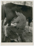 Franz Blumenstein milkis a cow in Sosua, Dominican Republic.