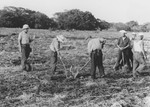 Jewish refugees at work in the fields of the Sosua agricultural settlement.