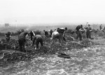 German civilians from the area surrounding Ohrdruf dig graves for the dead found in the camp by American soldiers.