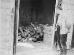 A survivor views a pile of bodies stacked in a shed in the Ohrduf concentration camp.