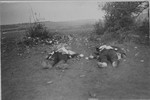 The corpses of two SS guards killed by survivors in Ohrdruf.
