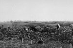 German civilians conscripted from nearby towns dig graves for corpses found in the Ohrdruf concentration camp, which is visible in the distance.