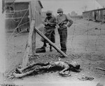 Two American soldiers conducting an investigation of Leipzig-Thekla, a sub-camp of Buchenwald, make notes while examining a corpse lying near a barbed wire fence.