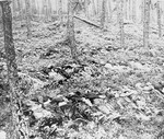 The bodies of prisoners executed by the SS prior to the evacuation are laid out in a wooded area near the Ohrdruf concentration camp.