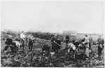 Jews wearing armbands hoe a potato field in the Warsaw ghetto.