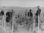 Jews cultivate a tomato patch in the Kovno ghetto.
