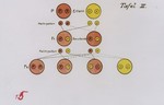 Chart illustrating the transmission ancestral genetic traits.