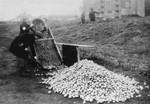 Jews sorting potatoes in the former sports stadium "Skra" on Okopowa Street in the Warsaw ghetto.