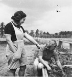 Two young Jewish women tend the fields outside Theresienstadt after the liberation.