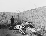 A survivor stands beside corpses piled against a wall in the Mauthausen concentration camp.