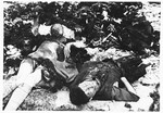 Postwar view of burned corpses in the Klooga concentration camp.