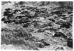 Burned corpses lie on the grounds of the Klooga concentration camp.