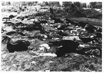 Soviet soldiers observe burned corpses lying on the grounds of the Klooga concentration camp.