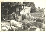 Jewish youth feed pigs on a kibbutz hachshara farm in Germany in preparation for their immigration to Palestine.