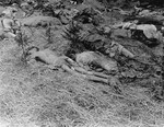 Corpses found in the Gunskirchen concentration camp at the time of its liberation by American troops.