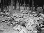 The bodies of former prisoners are strewn on the ground in a wooded area in the newly liberated Gunskirchen concentration camp.