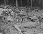The corpses of prisoners are strewn on the ground in a wooded area of the Gunskirchen concentration camp.