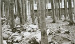 Corpses in the Gunskirchen concentration camp.