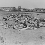 Corpses lie in an open area in Bergen-Belsen concentration camp.
