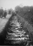 German civilians from the town of Nordhausen bury the bodies of former prisoners found in the Nordhausen concentration camp in a mass grave.