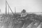 A member of a Soviet investigating team views the remains of Jewish victims burned in a barn by the Germans near the Maly Trostinets concentration camp.