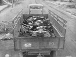 A British Army truck transporting corpses to mass graves for burial.