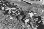 The partially burned corpses of former inmates are lined up on the ground at the Klooga concentration camp.