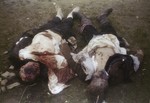The bullet-ridden bodies of two SS guards who were killed in the Ohrdruf concentration camp soon after the liberation.