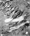 The bodies of 140 Hungarian, Russian, and Polish Jews exhumed from a mass grave near Schwarzenfeld.