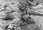 The bodies of SS guards who were summarily executed by U.S.