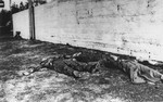 The bodies of executed SS guards.